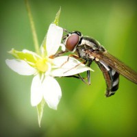 /album/hedgehawk/photolia-a02-jpg/
