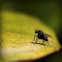 /album/hedgehawk/photolia-a07-jpg/