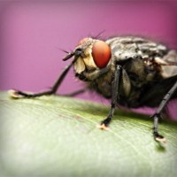 /album/hedgehawk/photolia-a08-jpg/